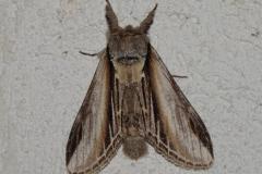 Porcelaine, papillon, Drôme, septembre 2025