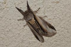 Porcelaine, papillon, Drôme, mai 2025