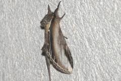 Porcelaine, papillon, Drôme, avril 2025