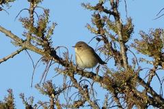 Pouillot véloce, Drôme, mars 2026