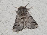 Processionnaire du Pin