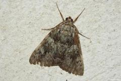 Promise, papillon, Drôme, août 2026