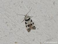 Pseudotelphusa scalella