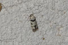 Pseudotelphusa scalella, papillon, Drôme, août 2025