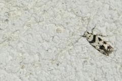 Pseudotelphusa scalella, papillon, Drôme, juillet 2026