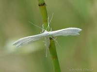 Ptérophore blanc