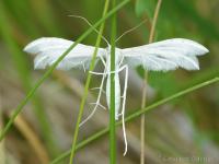 Pterophoridae