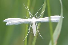 Ptérophore blanc, papillon, Drôme,  mai 2026