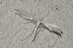 Ptérophore blanc, papillon, Drôme,  juin 2026