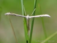Pterophoridae spe