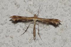 Pterophoridae SPE, Drôme, juin 2026