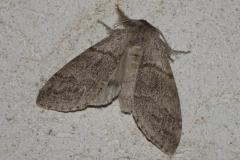 Pudibonde, papillon, Drôme, mai 2025