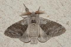 Pudibonde, papillon, Drôme, avril 2025