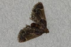 Pyrale de la farine, papillon, Drôme, juillet 2025