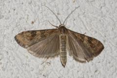 Pyrale de la luzerne, papillon, Drôme, juillet 2025