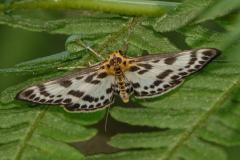 Pyrale de l’ortie, papillon, Drôme, juin 2025