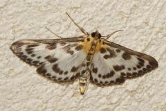 Pyrale de l’ortie, papillon, Drôme, juin 2026