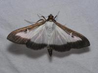 Pyrale du buis