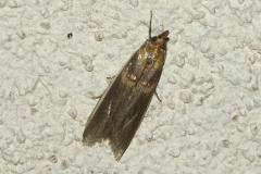Pyrale du haricot, papillon, Drôme, juillet 2026
