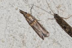 Pyrale du haricot, papillon, Drôme, juillet 2025