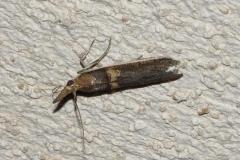 Pyrale du haricot, papillon, Drôme, avril 2026