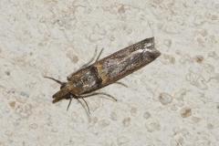 Pyrale du haricot, papillon, Drôme, avril 2026