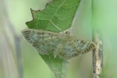 Pyrale du houblon, imago, Drôme, septembre 2024