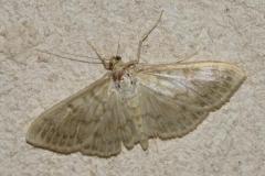 Pyrale du houblon, papillon, Drôme, juillet 2025