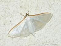 Pyrale du jasmin