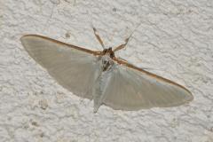 Pyrale du jasmin, papillon, Drôme, juillet 2025