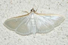 Pyrale du jasmin, papillon, Drôme, juillet 2026