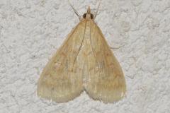 Pyrale du maïs, papillon, Drôme, juin 2026