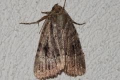 Pyramide, papillon, Drôme, septembre 2025