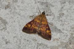 Pyrauste de la menthe, papillon, Drôme, juin 2025