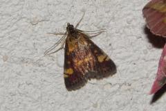 Pyrauste de la menthe, papillon, Drôme, août 2025