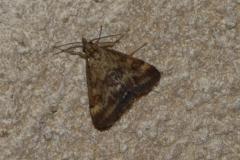 Pyrauste du plantain, papillon, Drôme, juillet 2025