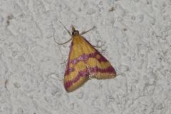 Pyrauste ensanglantée, papillon, Drôme, juillet 2025