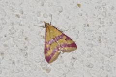 Pyrauste ensanglantée, papillon, Drôme, juillet 2025