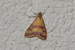 Pyrauste ensanglantée, papillon, Drôme, juin 2025