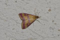 Pyrauste ensanglantée, papillon, Drôme, juin 2026