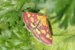 Pyrauste pourprée, papillon, Drôme, août 2025