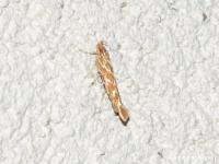Cosmopterigidae