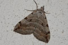 Triple raie,  papillon, Drôme, juin 2025