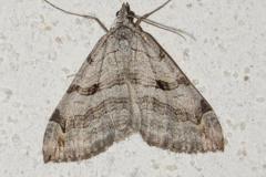 Triple raie,  papillon, Drôme, juin 2025