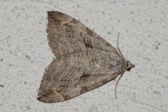 Triple raie,  papillon, Drôme, mai 2025