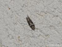Recurvaria nanella