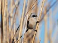 Rémiz penduline