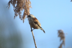 Rémiz penduline, Drôme, octobre 2022