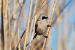 Rémiz penduline, mâle, Drôme, avril 2013