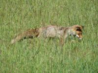 Renard roux